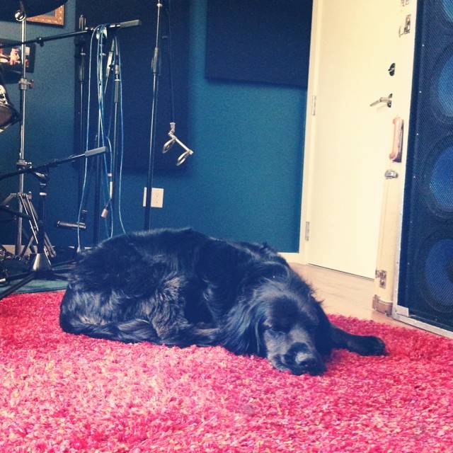 19 is a studio dog, plain and simple.
